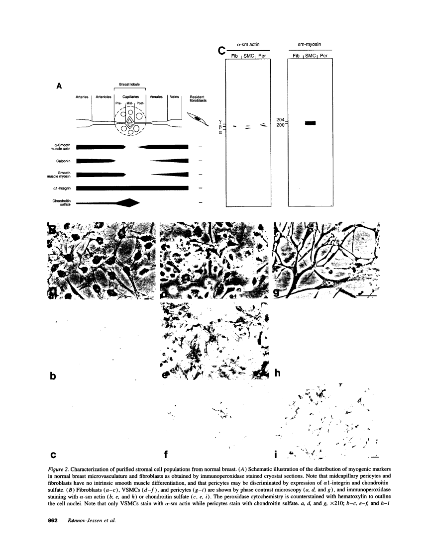 icon of scanned page 862