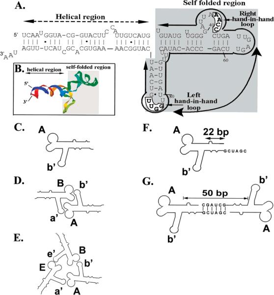 An external file that holds a picture, illustration, etc.
Object name is nihms-209079-f0001.jpg