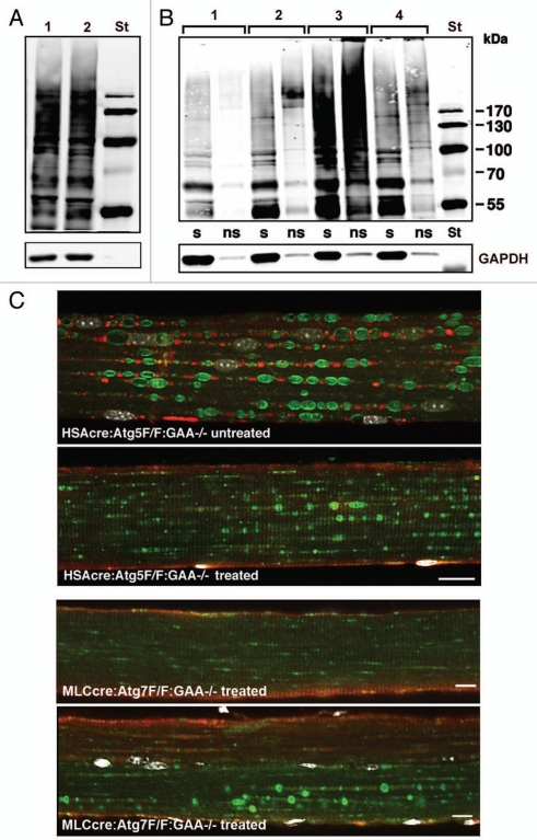 An external file that holds a picture, illustration, etc.
Object name is auto0608_1078_fig004.jpg