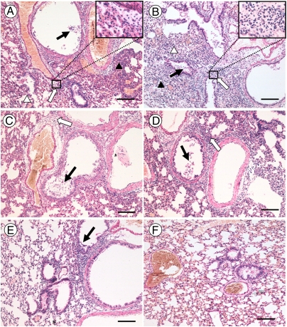 An external file that holds a picture, illustration, etc.
Object name is pnas.1019109108fig01.jpg