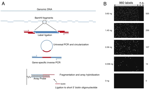 An external file that holds a picture, illustration, etc.
Object name is pnas.1017621108fig3.jpg