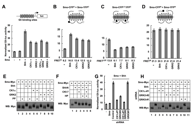 An external file that holds a picture, illustration, etc.
Object name is pbio.1001083.g001.jpg