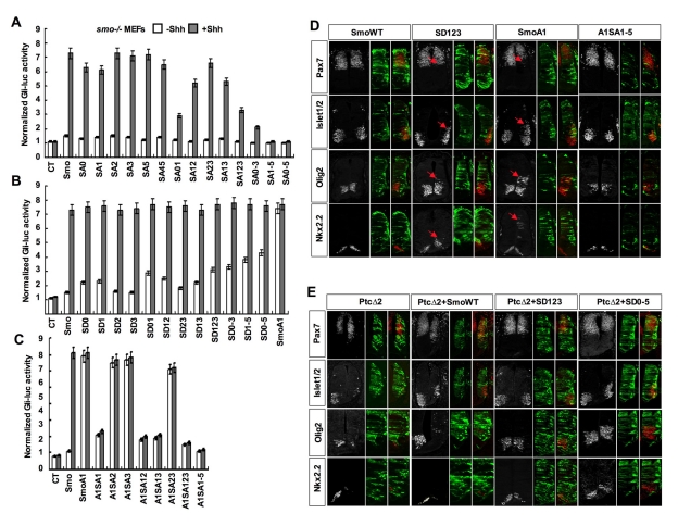 An external file that holds a picture, illustration, etc.
Object name is pbio.1001083.g003.jpg