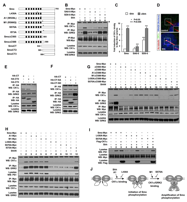 An external file that holds a picture, illustration, etc.
Object name is pbio.1001083.g007.jpg