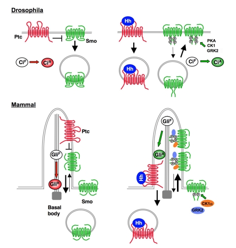 An external file that holds a picture, illustration, etc.
Object name is pbio.1001083.g008.jpg