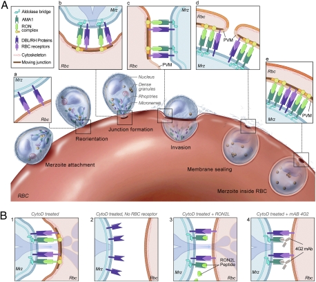 An external file that holds a picture, illustration, etc.
Object name is pnas.1110303108fig06.jpg