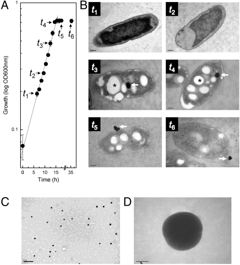 An external file that holds a picture, illustration, etc.
Object name is pnas.1105959108fig1.jpg