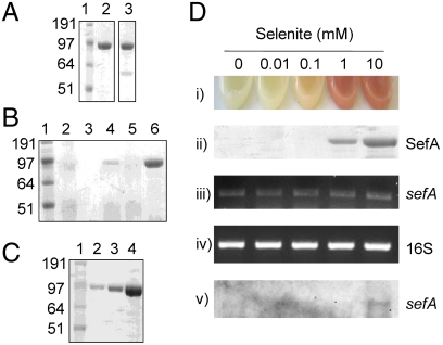 An external file that holds a picture, illustration, etc.
Object name is pnas.1105959108fig2.jpg