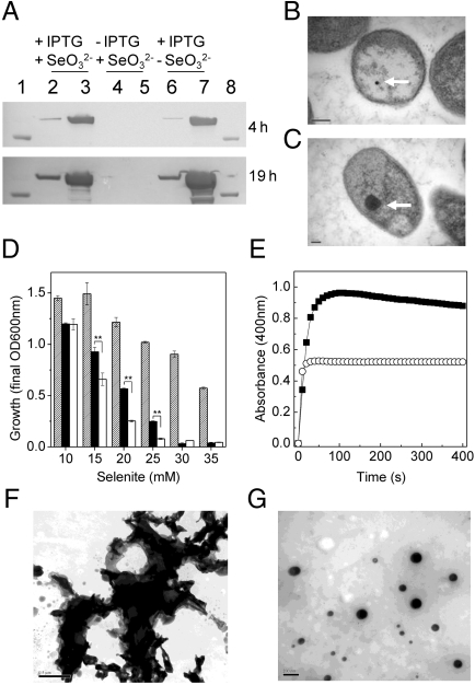 An external file that holds a picture, illustration, etc.
Object name is pnas.1105959108fig4.jpg