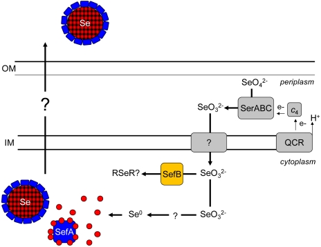 An external file that holds a picture, illustration, etc.
Object name is pnas.1105959108fig5.jpg