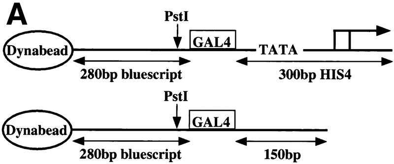 An external file that holds a picture, illustration, etc.
Object name is gad.11f1a_rev1.jpg