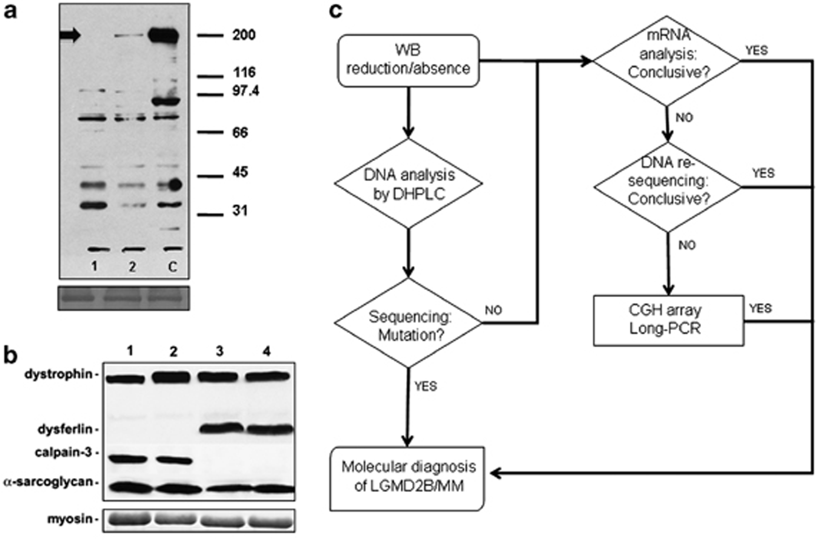 An external file that holds a picture, illustration, etc.
Object name is ejhg201170f1.jpg