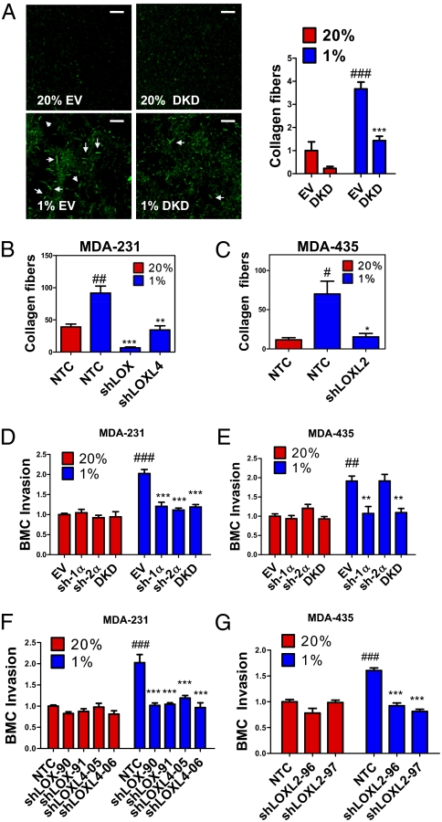 An external file that holds a picture, illustration, etc.
Object name is pnas.1113483108fig03.jpg