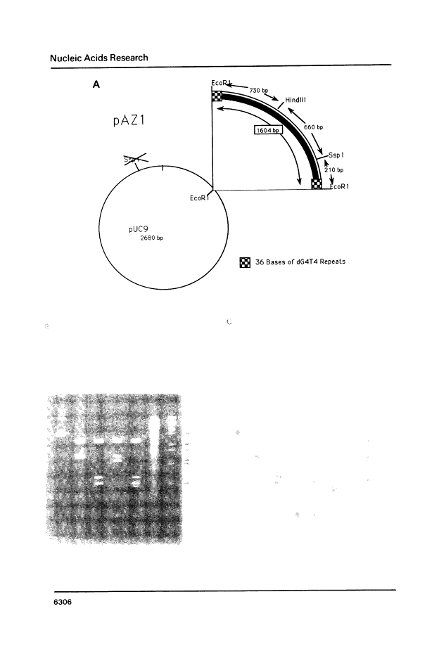 icon of scanned page 6306