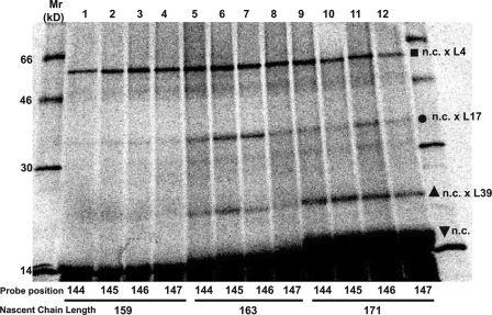 An external file that holds a picture, illustration, etc.
Object name is JCB_201103118_GS_Fig6.jpg