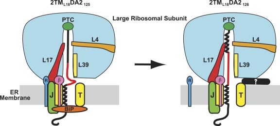 An external file that holds a picture, illustration, etc.
Object name is JCB_201103118_RGB_Fig7.jpg