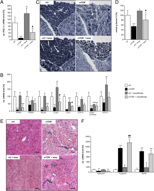 An external file that holds a picture, illustration, etc.
Object name is pnas.1111448109fig01.jpg