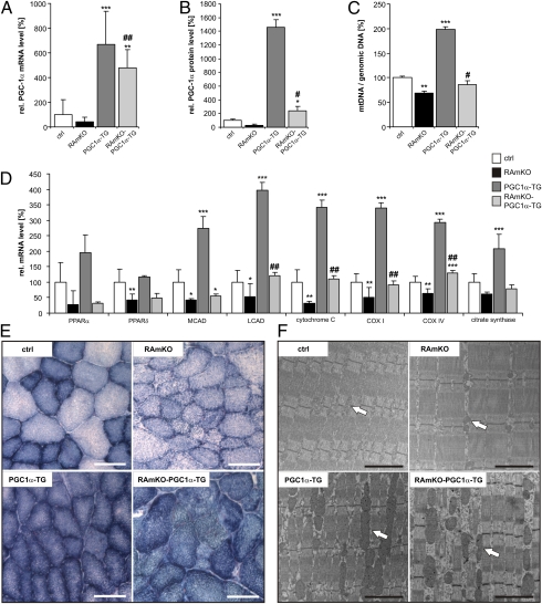 An external file that holds a picture, illustration, etc.
Object name is pnas.1111448109fig02.jpg