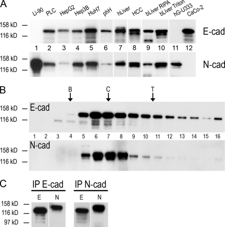 An external file that holds a picture, illustration, etc.
Object name is JCB_201106023_GS_Fig7.jpg