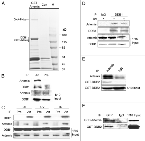 An external file that holds a picture, illustration, etc.
Object name is cc1023_4098_fig001.jpg