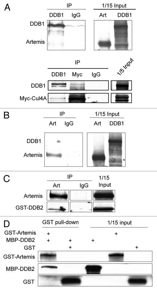 An external file that holds a picture, illustration, etc.
Object name is cc1023_4098_fig002.jpg