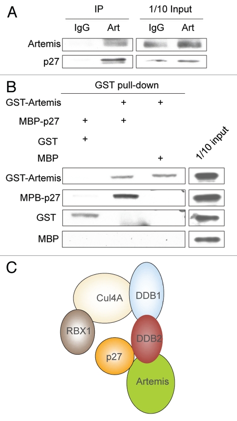 An external file that holds a picture, illustration, etc.
Object name is cc1023_4098_fig005.jpg