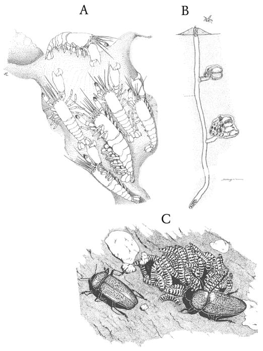 An external file that holds a picture, illustration, etc.
Object name is nihms329641f2.jpg