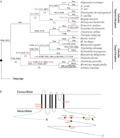 An external file that holds a picture, illustration, etc.
Object name is molbiolevolmsr310f02_3c.jpg