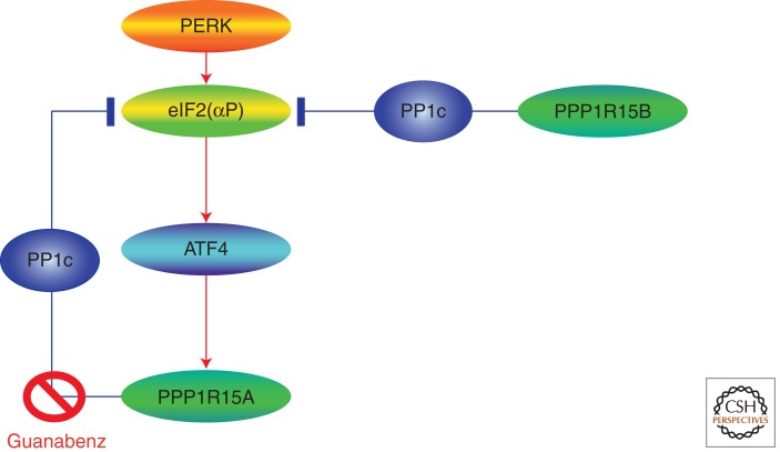 An external file that holds a picture, illustration, etc.
Object name is cshperspect-TRA-012278_F3.jpg