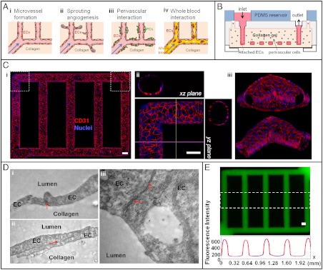 An external file that holds a picture, illustration, etc.
Object name is pnas.1201240109fig1.jpg