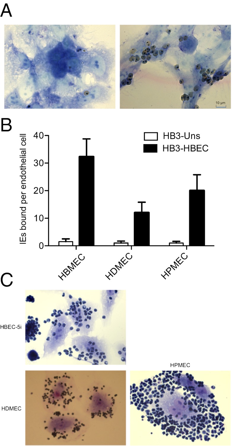 An external file that holds a picture, illustration, etc.
Object name is pnas.1120461109fig01.jpg