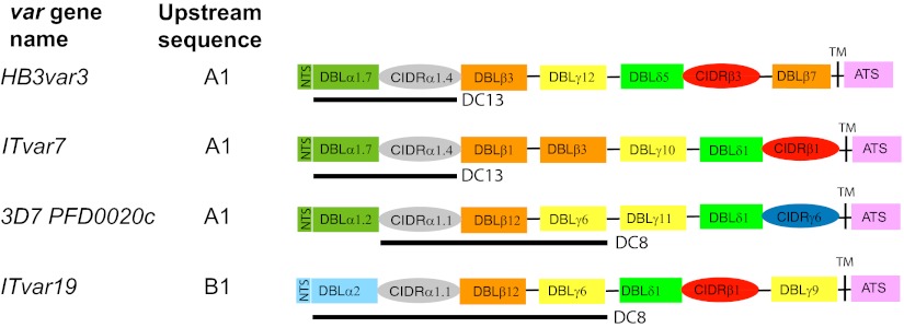 An external file that holds a picture, illustration, etc.
Object name is pnas.1120461109fig04.jpg