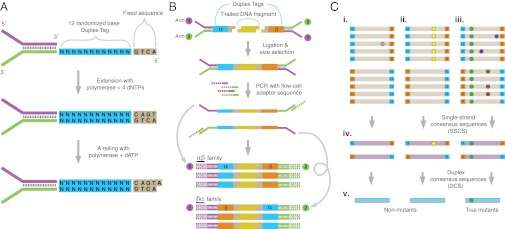 An external file that holds a picture, illustration, etc.
Object name is pnas.1208715109fig01.jpg