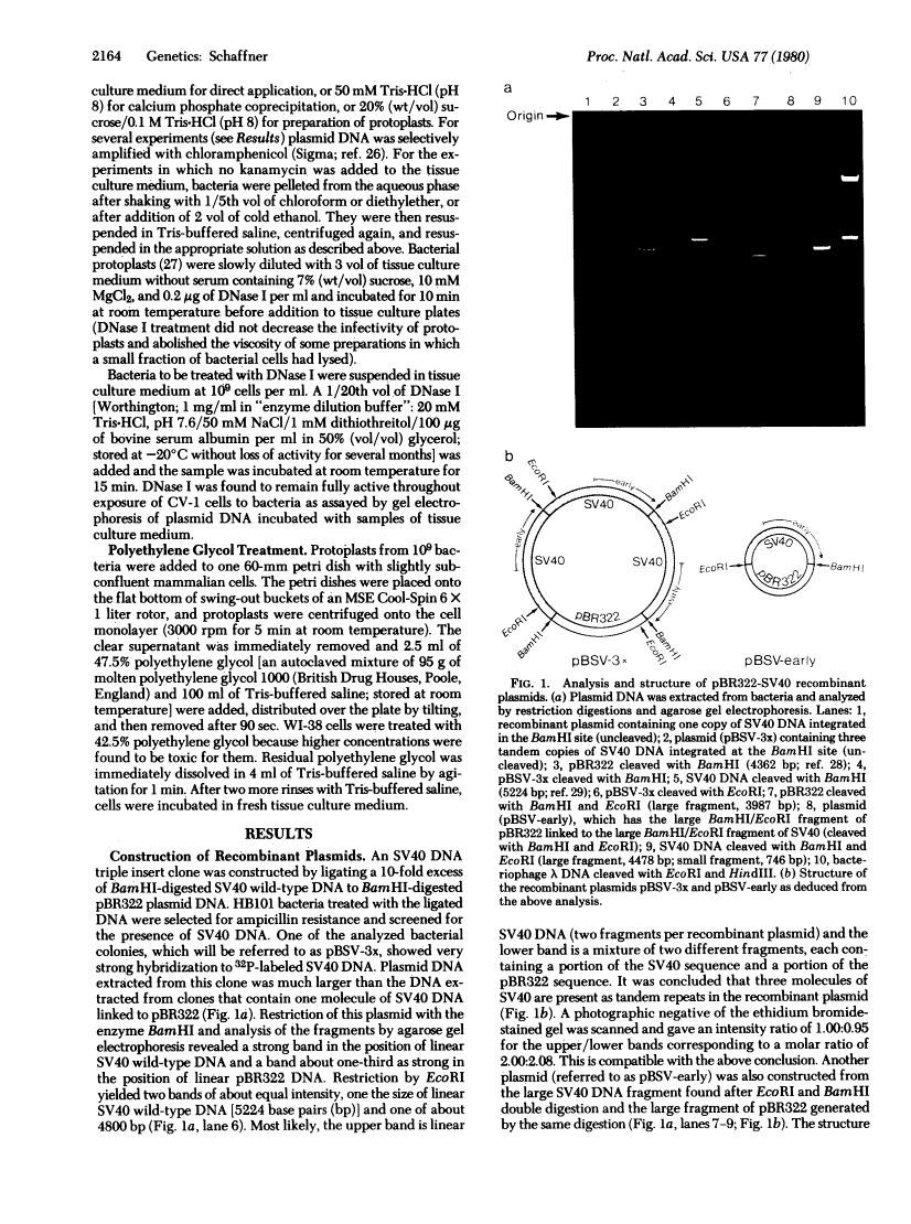 icon of scanned page 2164