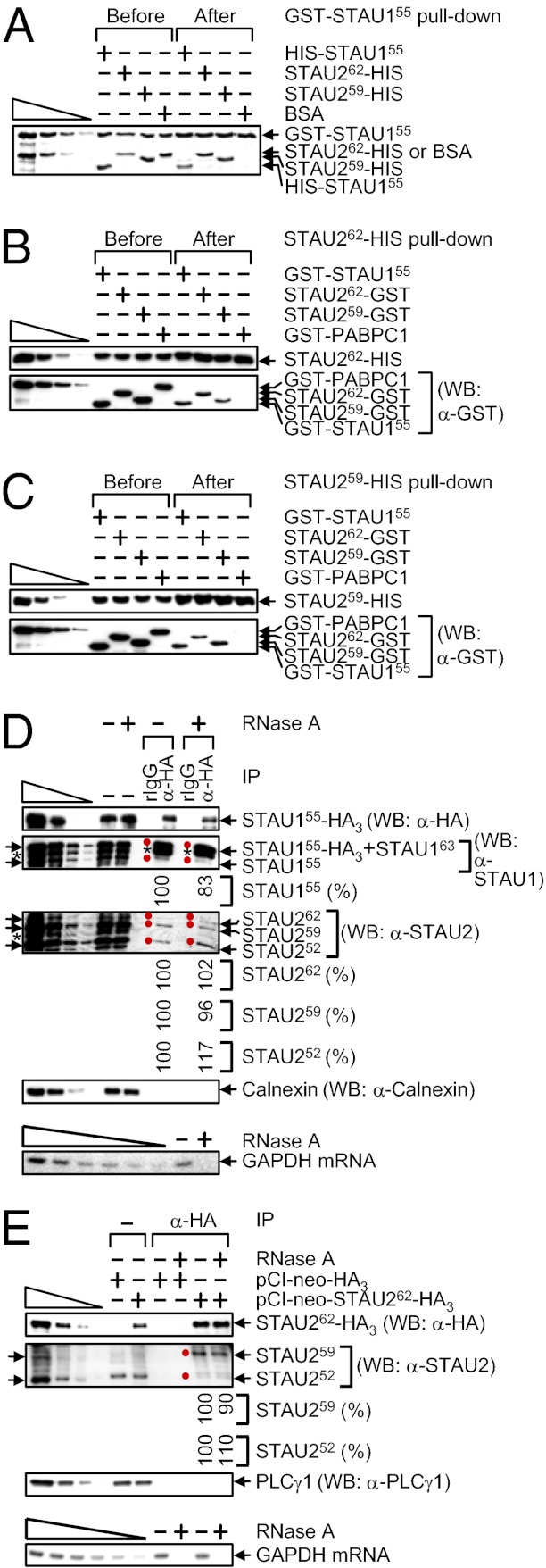 An external file that holds a picture, illustration, etc.
Object name is pnas.1213508110fig03.jpg