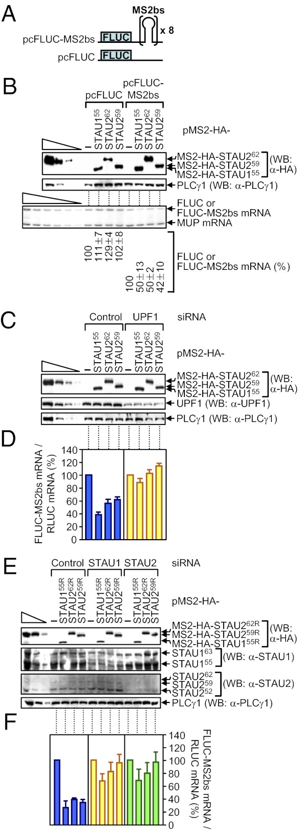 An external file that holds a picture, illustration, etc.
Object name is pnas.1213508110fig05.jpg