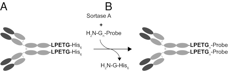 An external file that holds a picture, illustration, etc.
Object name is pnas.1214994110fig01.jpg