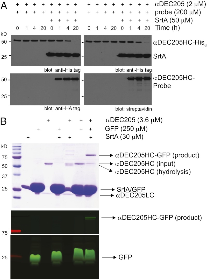 An external file that holds a picture, illustration, etc.
Object name is pnas.1214994110fig02.jpg