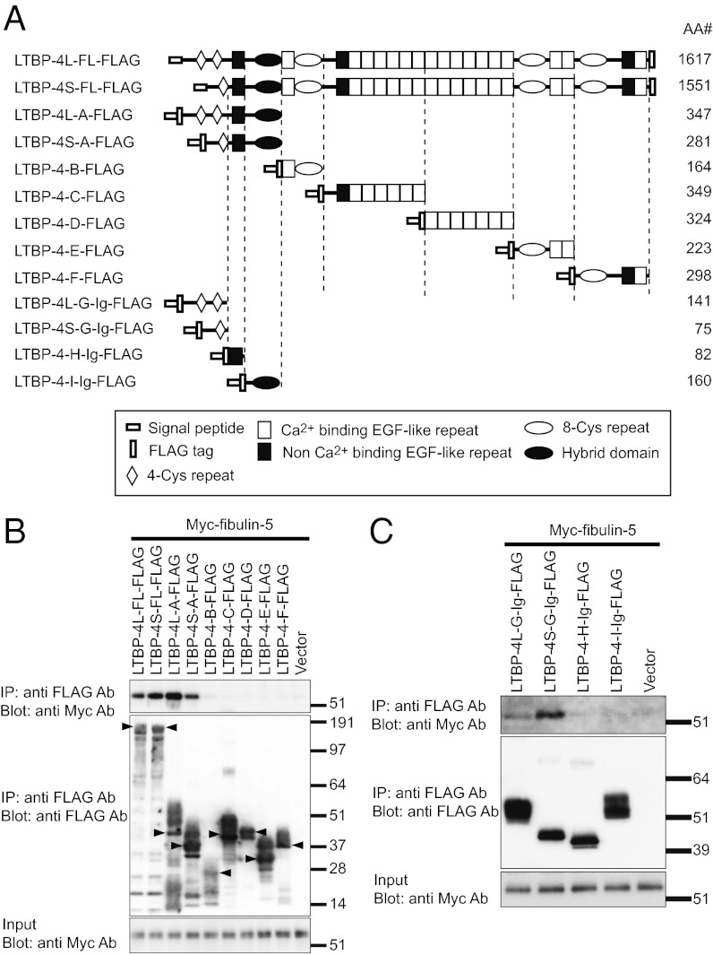 An external file that holds a picture, illustration, etc.
Object name is pnas.1215779110fig02.jpg