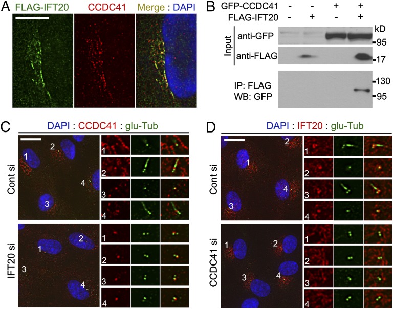 An external file that holds a picture, illustration, etc.
Object name is pnas.1220927110fig04.jpg