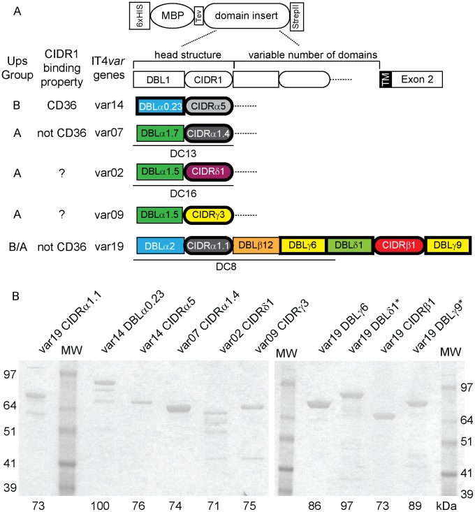 An external file that holds a picture, illustration, etc.
Object name is ppat.1003430.g004.jpg