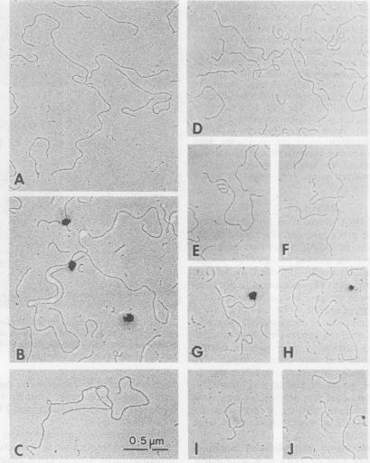 An external file that holds a picture, illustration, etc.
Object name is molcellb00109-0026-a.jpg