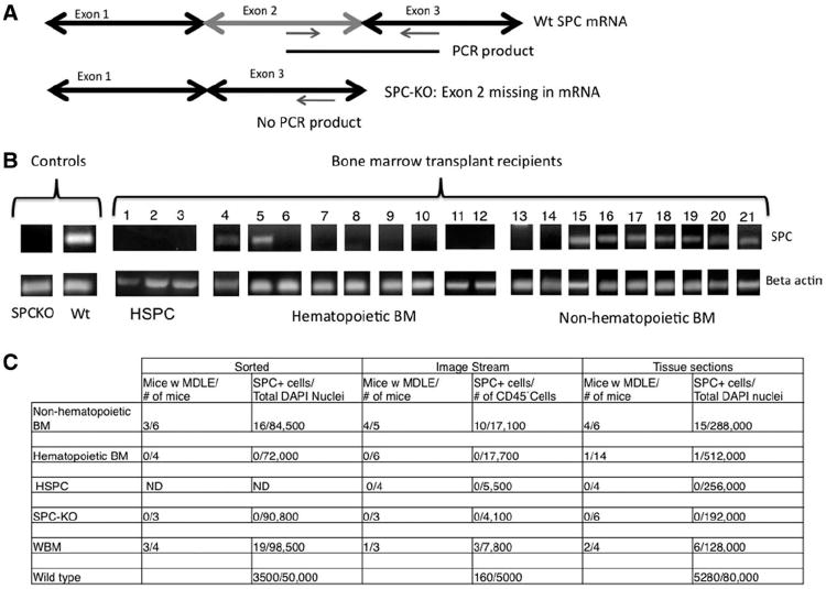 An external file that holds a picture, illustration, etc.
Object name is nihms483138f4.jpg