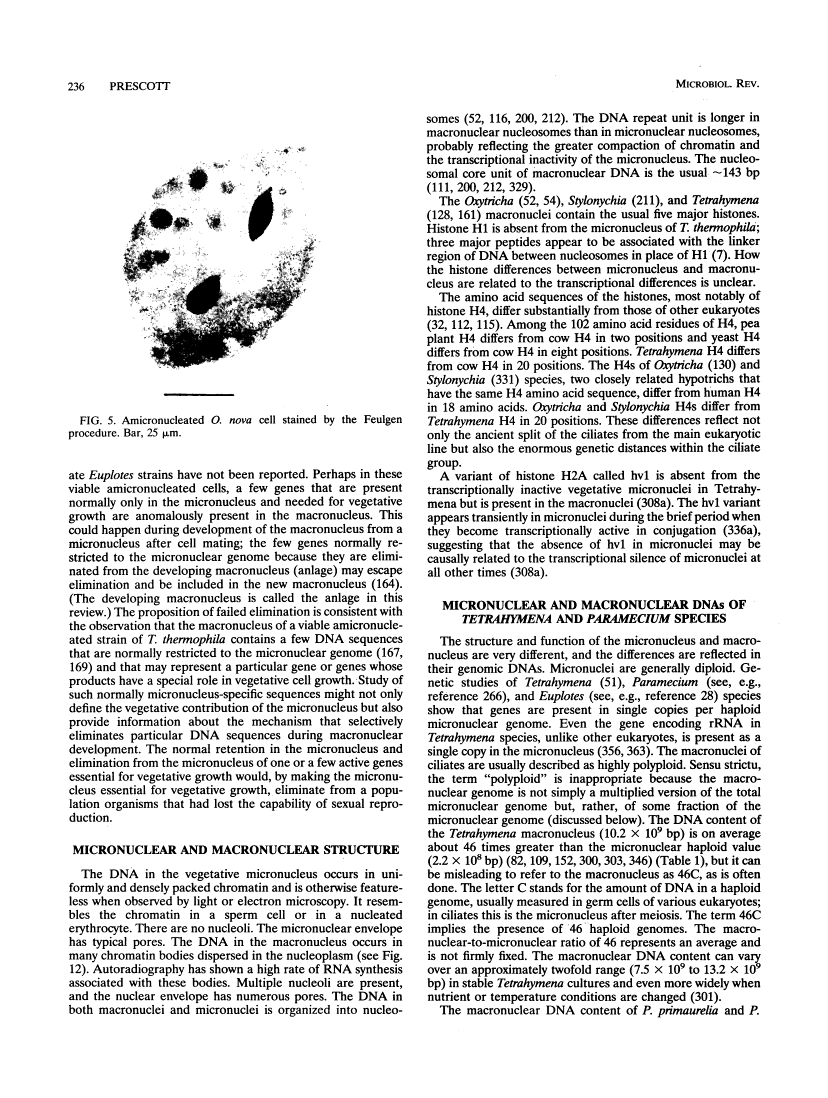 icon of scanned page 236