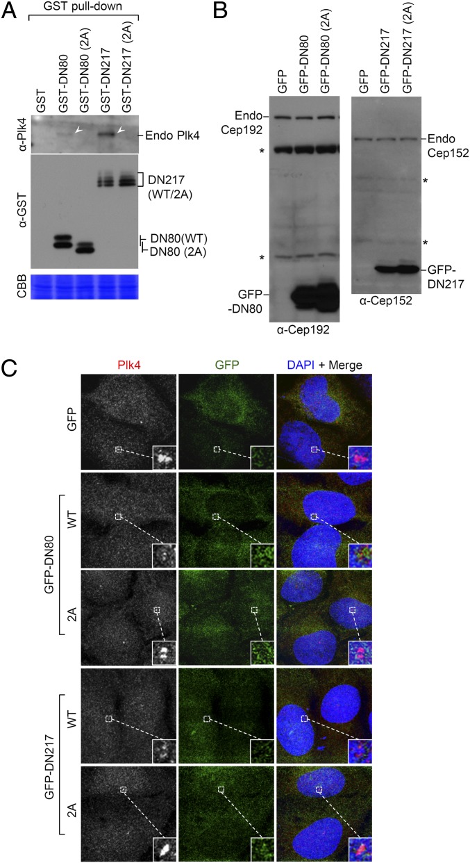 An external file that holds a picture, illustration, etc.
Object name is pnas.1319656110fig03.jpg