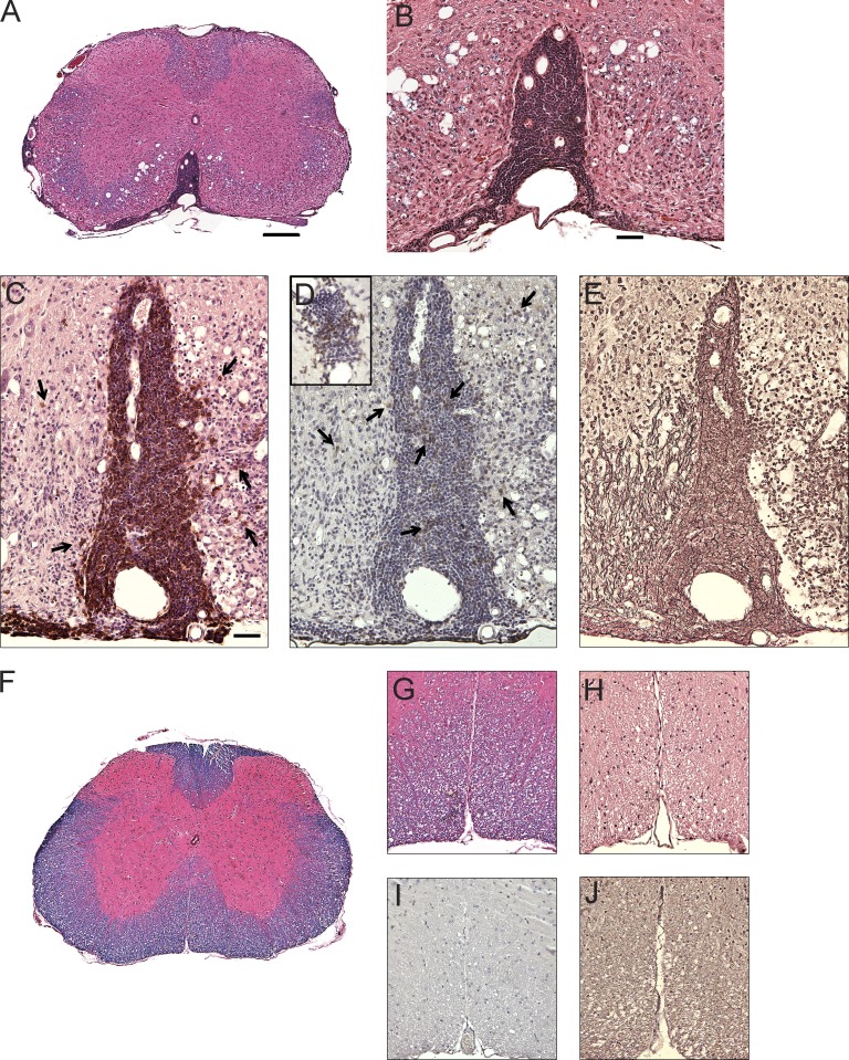 An external file that holds a picture, illustration, etc.
Object name is JEM_20130699_Fig6.jpg