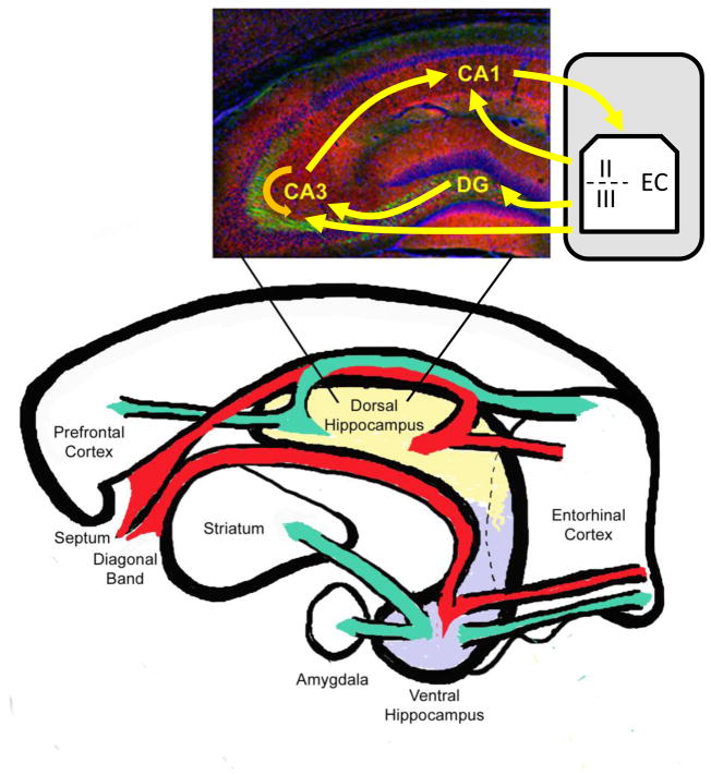 An external file that holds a picture, illustration, etc.
Object name is nihms518395f1.jpg