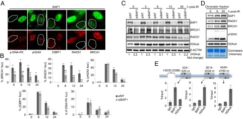 An external file that holds a picture, illustration, etc.
Object name is pnas.1309085110fig02.jpg