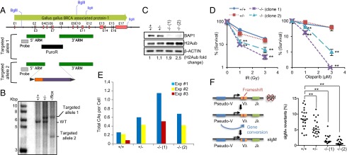 An external file that holds a picture, illustration, etc.
Object name is pnas.1309085110fig03.jpg