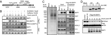 An external file that holds a picture, illustration, etc.
Object name is pnas.1309085110fig04.jpg